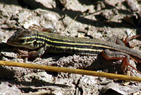 Texas Spotted Whiptail