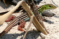 Texas Yellow-headed Racerunner