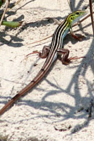 texas yellow-headed racerunner