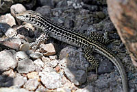 Common Checkered Whiptail