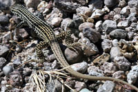 colorado checkered whiptail