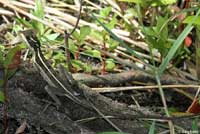 Brown Basilisk