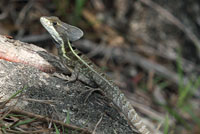 Brown Basilisk