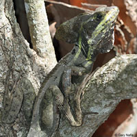 Brown Basilisk