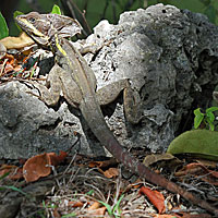 Brown Basilisk