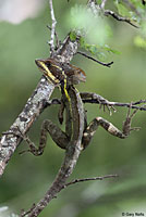 Brown Basilisk