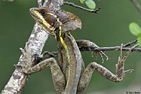 brown basilisk