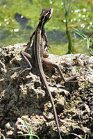 brown basilisk