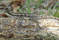 Brown Basilisk