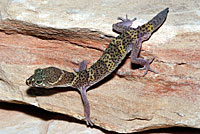 Texas Banded Gecko