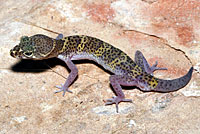 Texas Banded Gecko