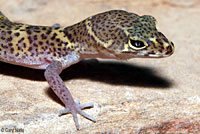 Texas Banded Gecko