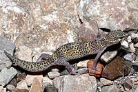 Texas Banded Gecko