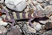 Texas Banded Gecko