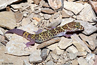 Texas Banded Gecko