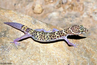 Texas Banded Gecko