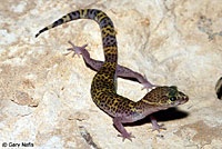 Texas Banded Gecko