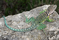 Eastern Collared lizard