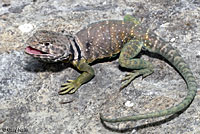 eastern collared lizard