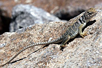 Eastern Collared Lizard