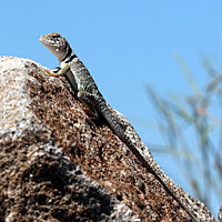 Eastern Collared Lizard