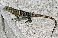 juvenile black spiny-tailed iguana