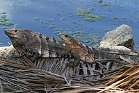 Gray’s Spiny-tailed Iguana