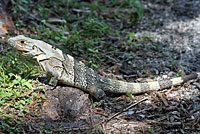 Gray’s Spiny-tailed Iguana