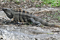 Gray’s Spiny-tailed Iguana