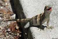 Gray’s Spiny-tailed Iguana