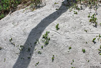 Gray’s Spiny-tailed Iguana habitat