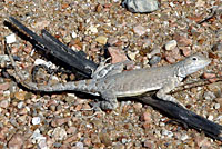 Texas greater earless lizard