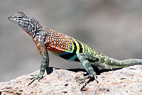 Chihuahuan greater earless lizard