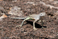 Chihuahuan Greater Earless Lizard