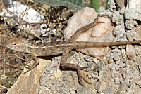 indian garden lizard