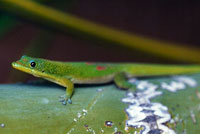 West African Rainbow Lizard