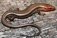 5 lined skink