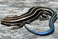 5 lined skink juvenile