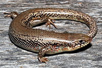 Great Plains Skink