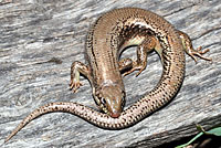 Great Plains Skink