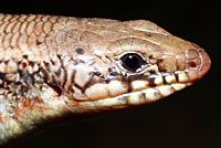 Great Plains Skink