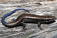 Great Plains Skink