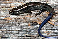 Great Plains Skink
