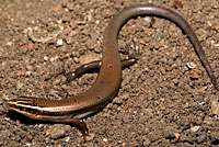 Short-lined Skink