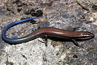 Short-lined Skink