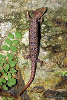 Texas Alligator Lizard