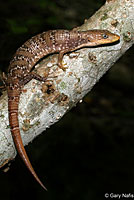 Texas Alligator Lizard