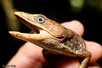 Texas Alligator Lizard