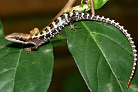 Texas Alligator Lizard