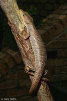 Texas Alligator Lizard